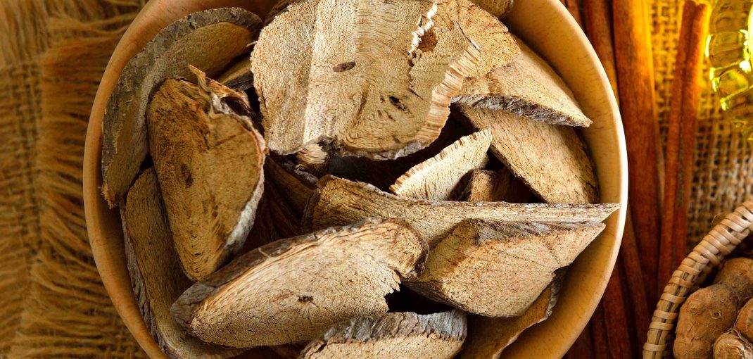 Tongkat Ali Butea Superba