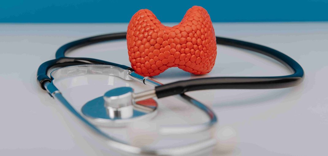 Pueraria Mirifica and Thyroid Health